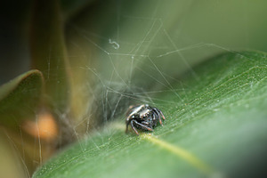 Ant-eater Jumping Spider