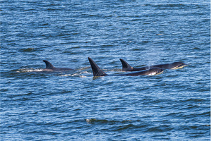 Three orca whales swimming in the, an Animal Photo by Backyard Stock