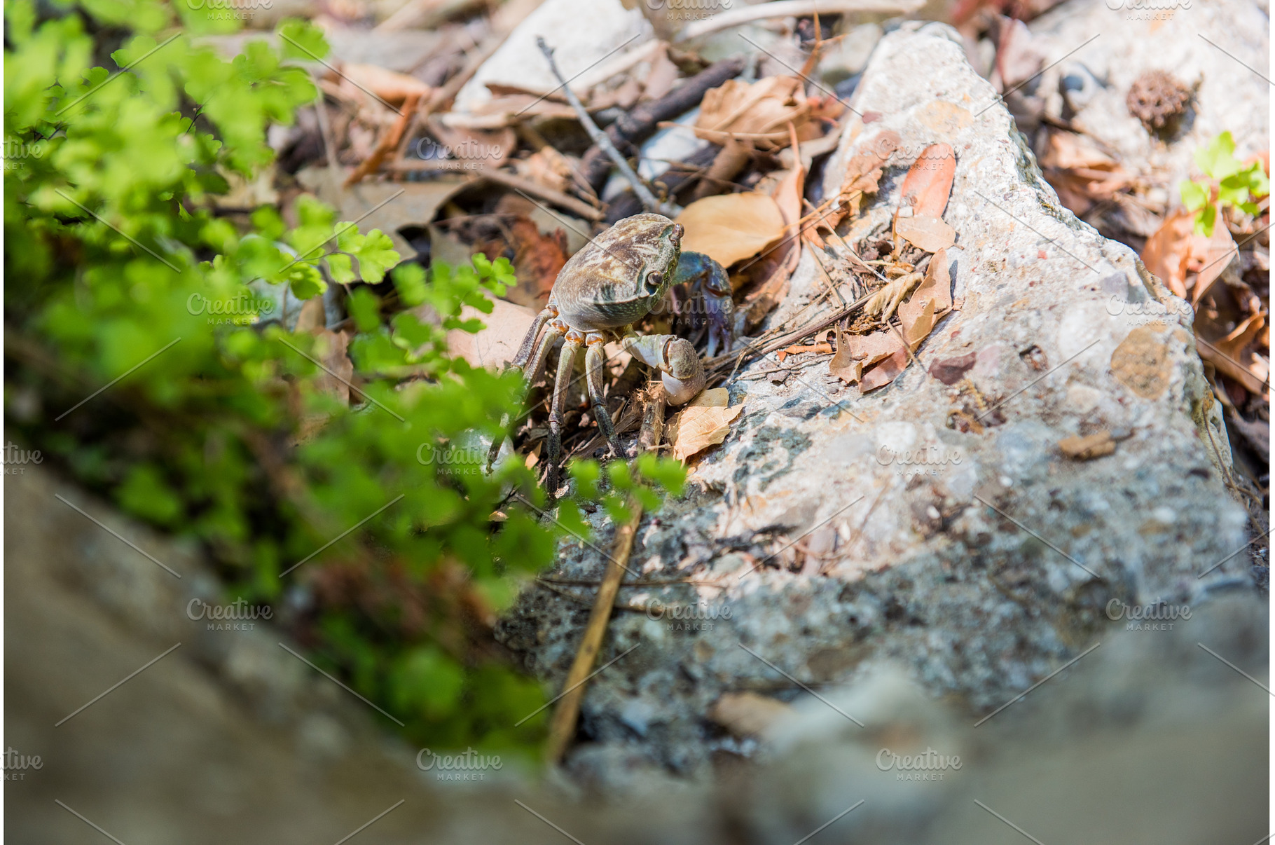 Crab on a rock on the shore of a, an Animal Photo by COLORFUL
