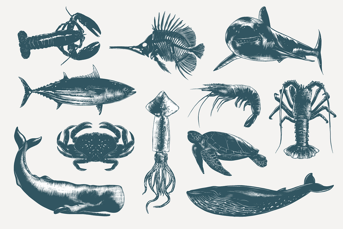 Ocean life hand drawn sketches, an Animal Illustration by Akimo Mia (Photo 3 of 7)