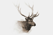 Elk Wildlife Illustration, an Animal Illustration by Digital Art Downloads (Thumbnail 2 of 5)