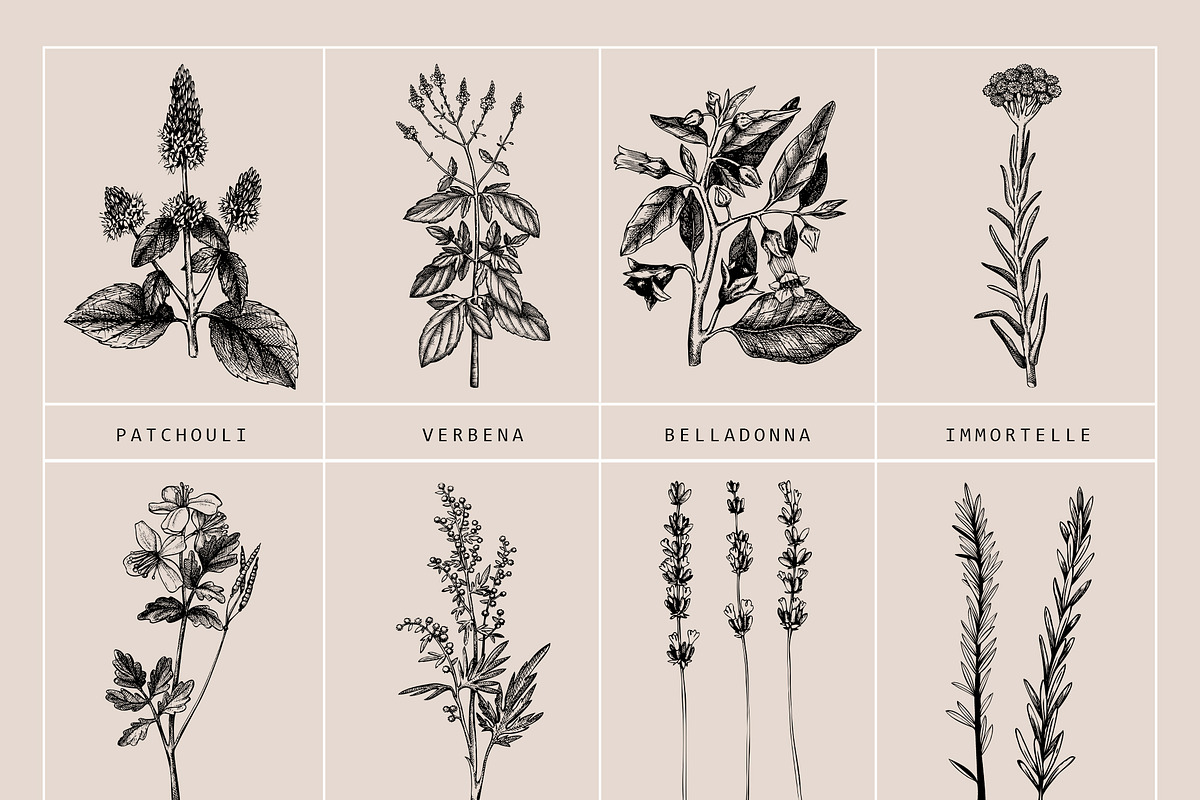 BUNDLE - Vector Herbs & Spices, a Food Illustration by Yevheniia (Photo 4 of 12)