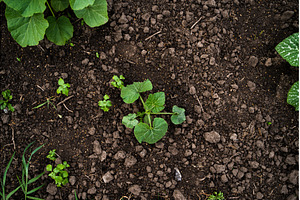 Growing pumpkin plant on rich dark, a Nature Photo by volodymyrshtun13795