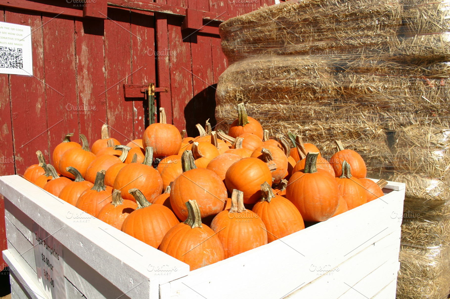 Batch of Pumpkins, a Holiday Photo by Shop Worth