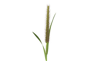 Grass Giant Foxtail Straight