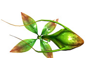 3DFoin - Elongata, a Characters & Person 3D Model by 3DRT.com (Thumbnail 14 of 17)
