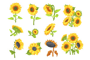 Cartoon sunflowers set. Sunflower, an Object Illustration by Stock-Smart-Start
