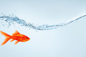 Bright orange goldfish swimming, an Animal Photo by MistyDay