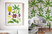 Banana Watercolor Clipart Set, a Food Illustration by Natalia Fedorova (Thumbnail 2 of 8)