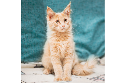 Funny Curious Young Red Ginger Maine, an Animal Photo by Our Amazing World