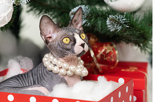 Sphynx Cat lying red Xmas gift box, an Animal Photo by Alexander-Piragis