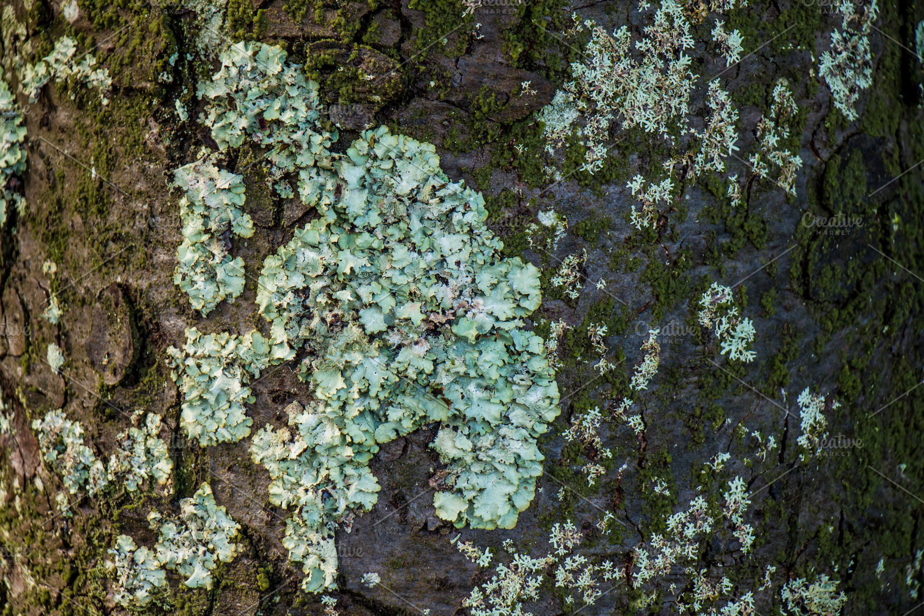 tree bark texture with lichen, a Nature Photo by ysajna