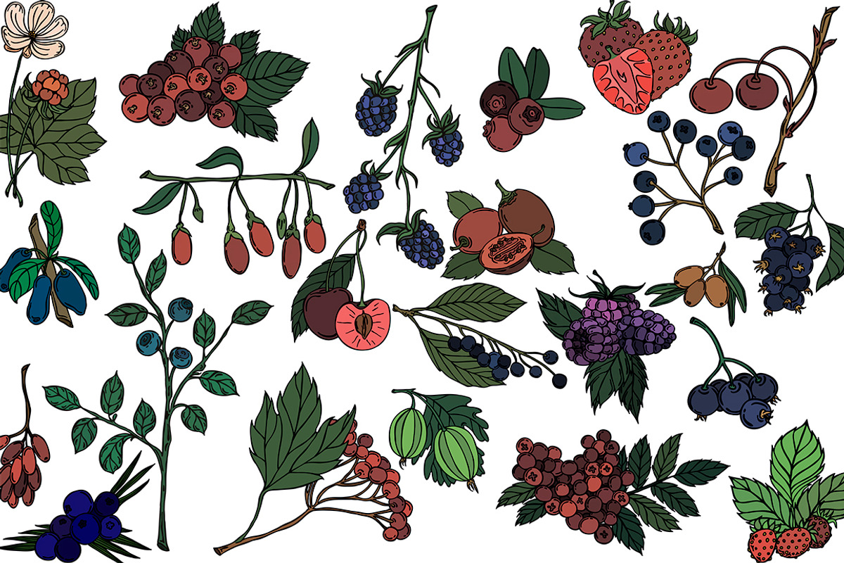 Vector berries, an Illustration by risovanya (Photo 5 of 9)
