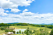 North Georgia Wine Country, a Nature Photo by Wild Wanderer Photography (Thumbnail 2 of 2)