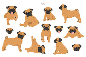 Pug Clipart