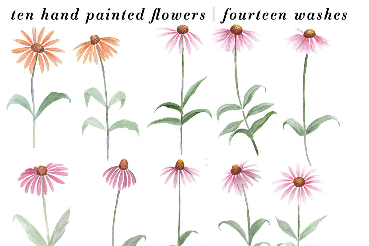 Watercolor Coneflowers Kit, an Illustration by Instinct Design Co (Photo 2 of 2)