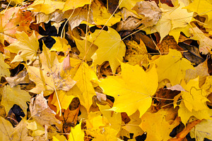 Autumn Leaves
