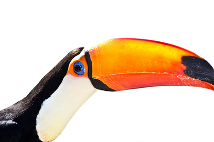 tropical humming bird preview 6