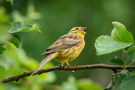 Yellowhammer singing on branch in su, an Animal Photo by AlexBush