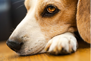 Adult male beagle dog sleeping, an Animal Photo by MadPhotos