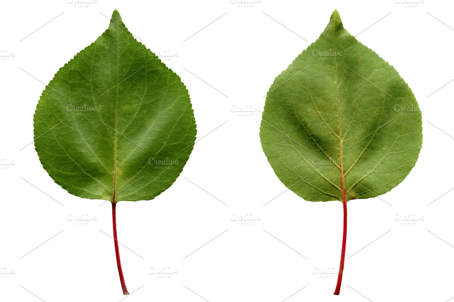 Apricot Leaf