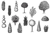 Hand drawn plants, an Object Illustration by CGterminal (Thumbnail 5 of 7)