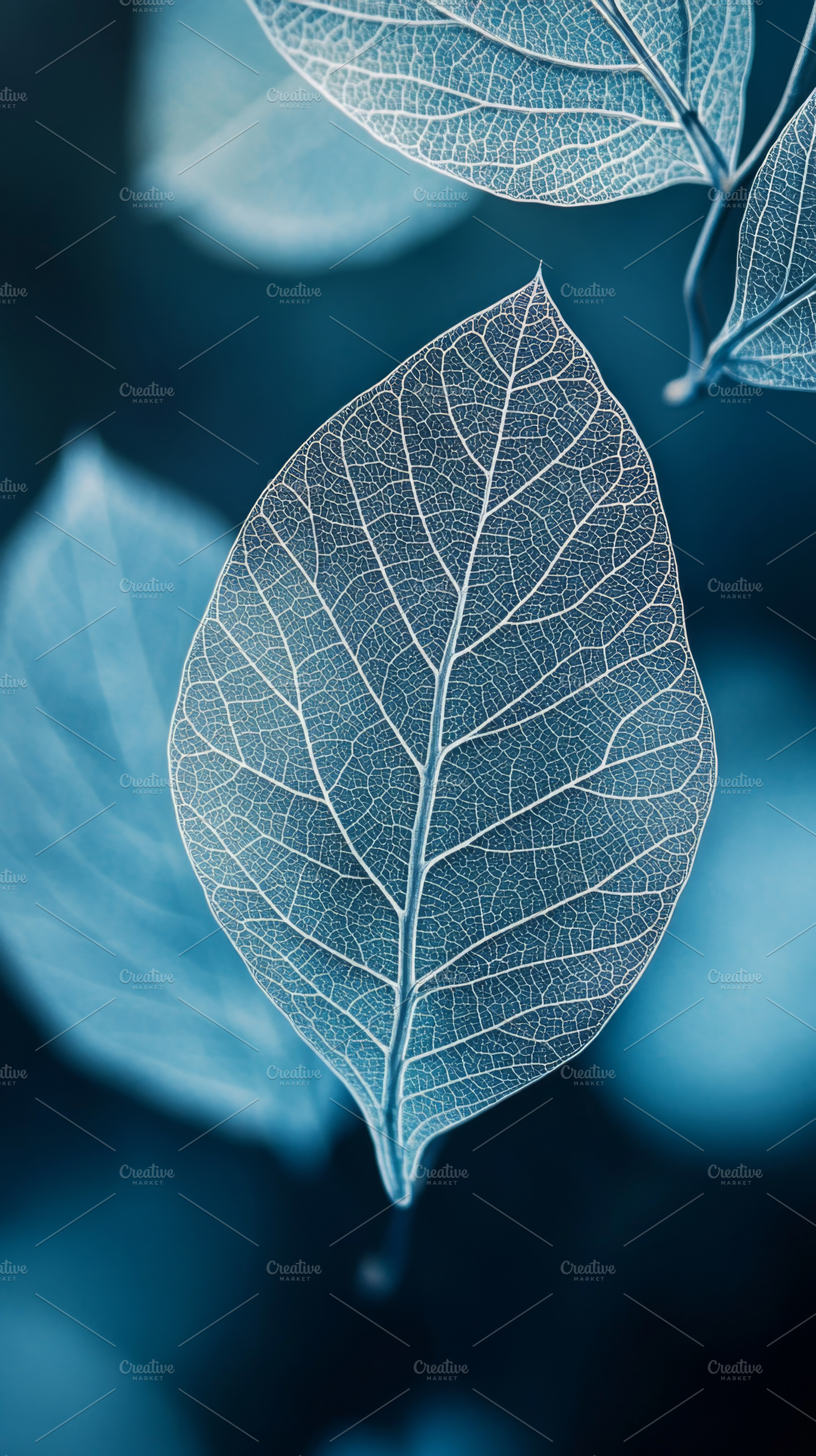 Delicate Transparent Leaf with Intricate Veins on Blue Backgroun, an Abstract Photo by Natalia Klenova's Shop