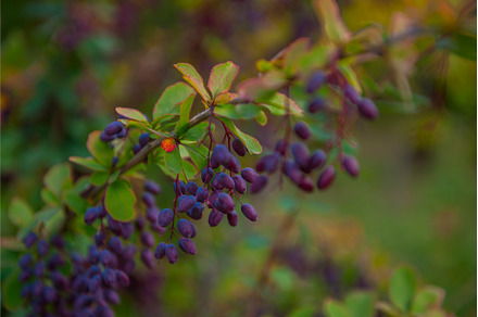 Berries of red barberry., a Nature Photo by Jan Jack Russo Media