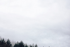 Pine trees iv stock photo containing fog and pine trees