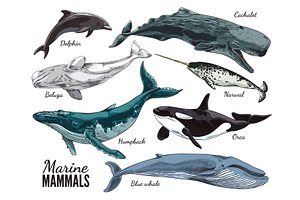Set of hand drawn colorful marine, an Animal Illustration by Sabelskaya