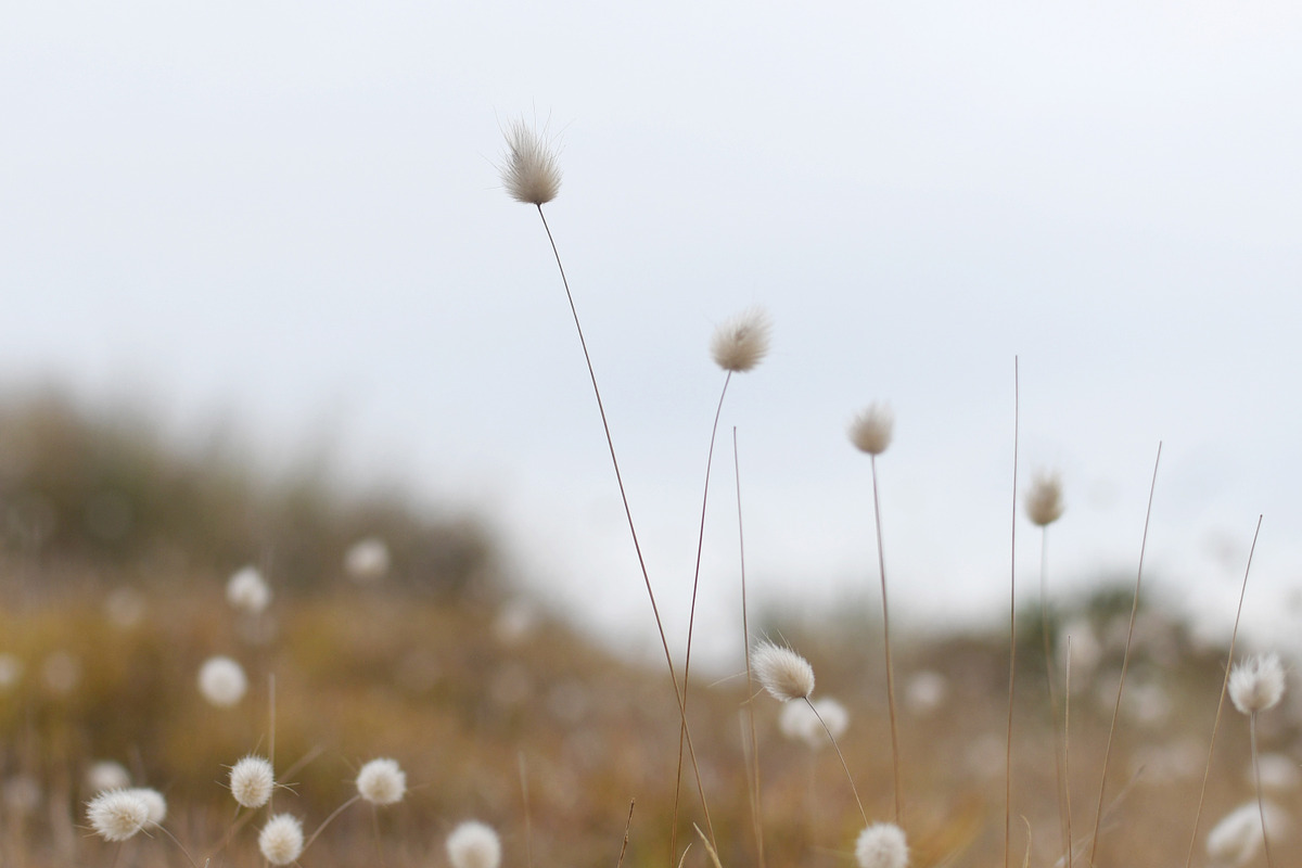 Beach Stock Photo Collection, a Nature Photo by Dee Andreoli Photography (Photo 4 of 7)