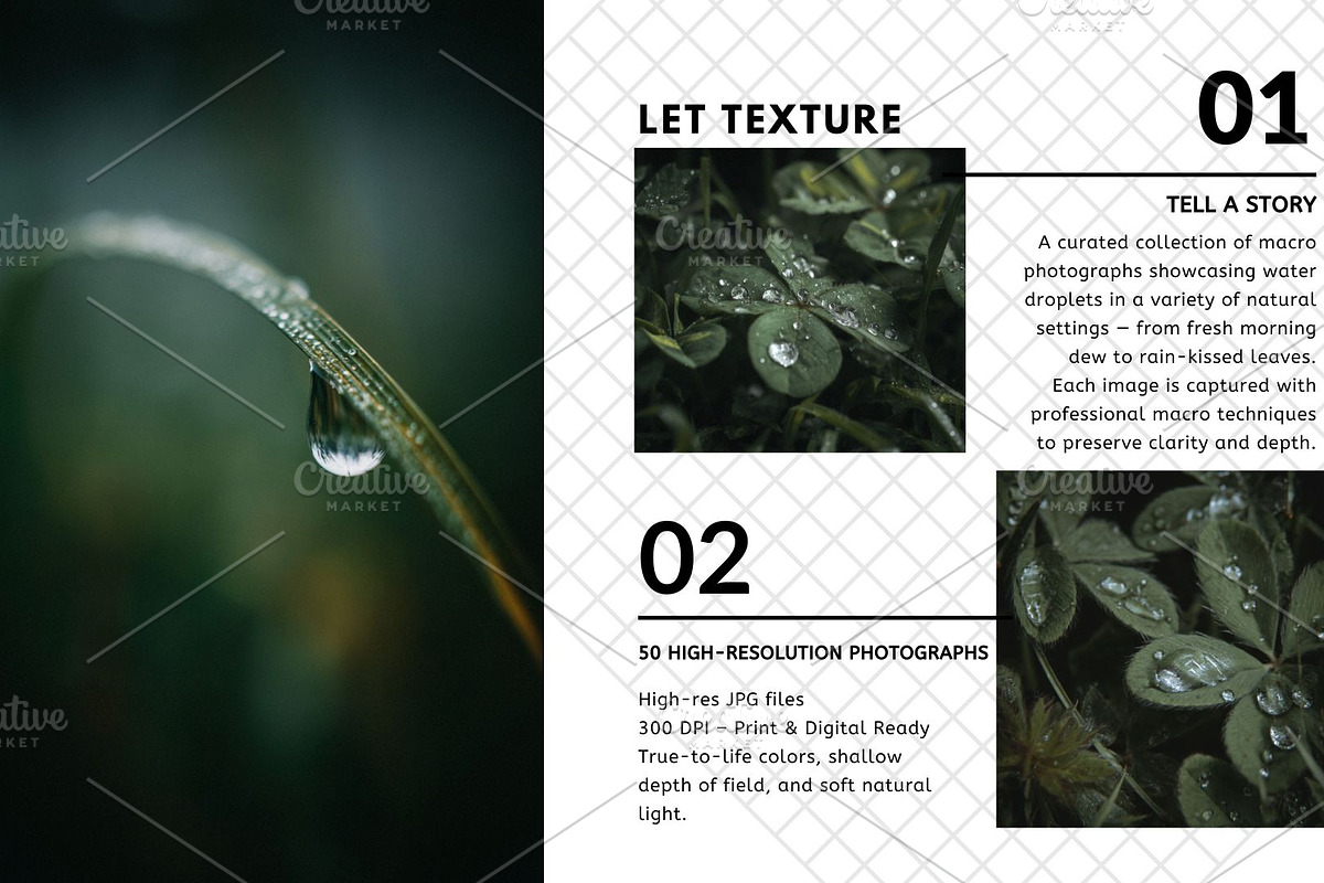 Liquid Jewels – Macro Photography, a Nature Photo by Virgo Studio (Photo 3 of 6)