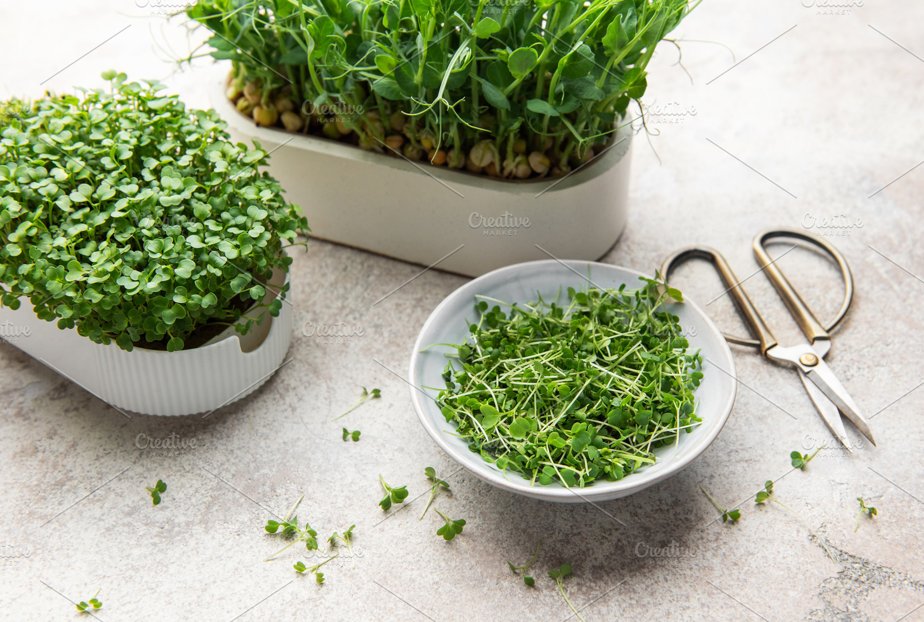 Freshly cut microgreens in a bowl with growing trays and shears, a Food & Drink Photo by Olena Rudo