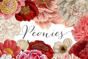 Vintage Peonies Clipart And Brushes