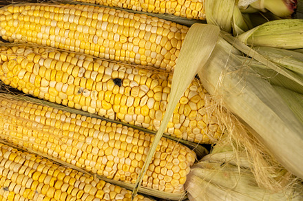spoiled sweet corn cobs with ripe yellow grains, violation of the rules and con