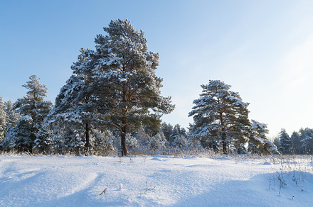 Pine forest in winter sunny day featuring tree, forest, and winter, a Nature Photo by oleghz
