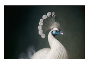 Biwi Collection · Majestic Birds, a Texture Illustration by milatovar (Thumbnail 8 of 17)