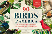 90 Vintage Birds of America, an Illustration by The Object Atlas (Thumbnail 1 of 9)