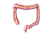 Human Organs Illustration Set, a Healthcare Illustration by Anna Repp Illustration (Thumbnail 10 of 14)