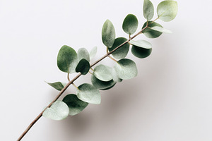 Single eucalyptus branch, a Nature Photo by Virgo Studio