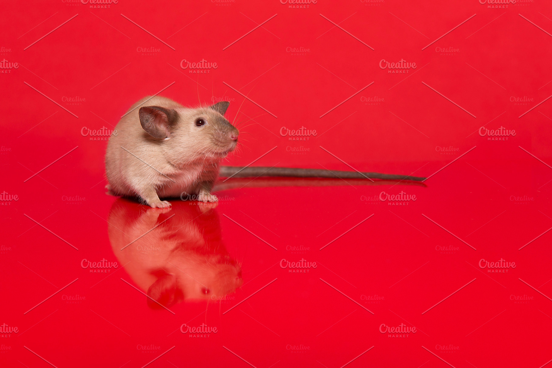 Cute mouse with a long tail on red, an Animal Photo by Elles Rijsdijk