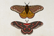 Moth Illustration Vector Set, an Illustration by Kusumaillustration (Thumbnail 5 of 11)