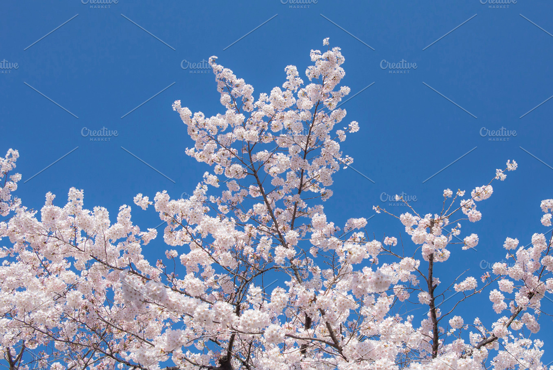 Sakura japanese cherry blossom containing sakura, sakura flower, and cherry, a Nature Photo by Studio W&W