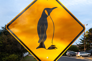 Penguin crossing warning sign on a coastal road, Kangaroo Island, an Animal Photo by GoodGoods