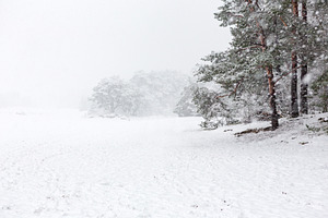 Heavy snowing & pine trees in Soest