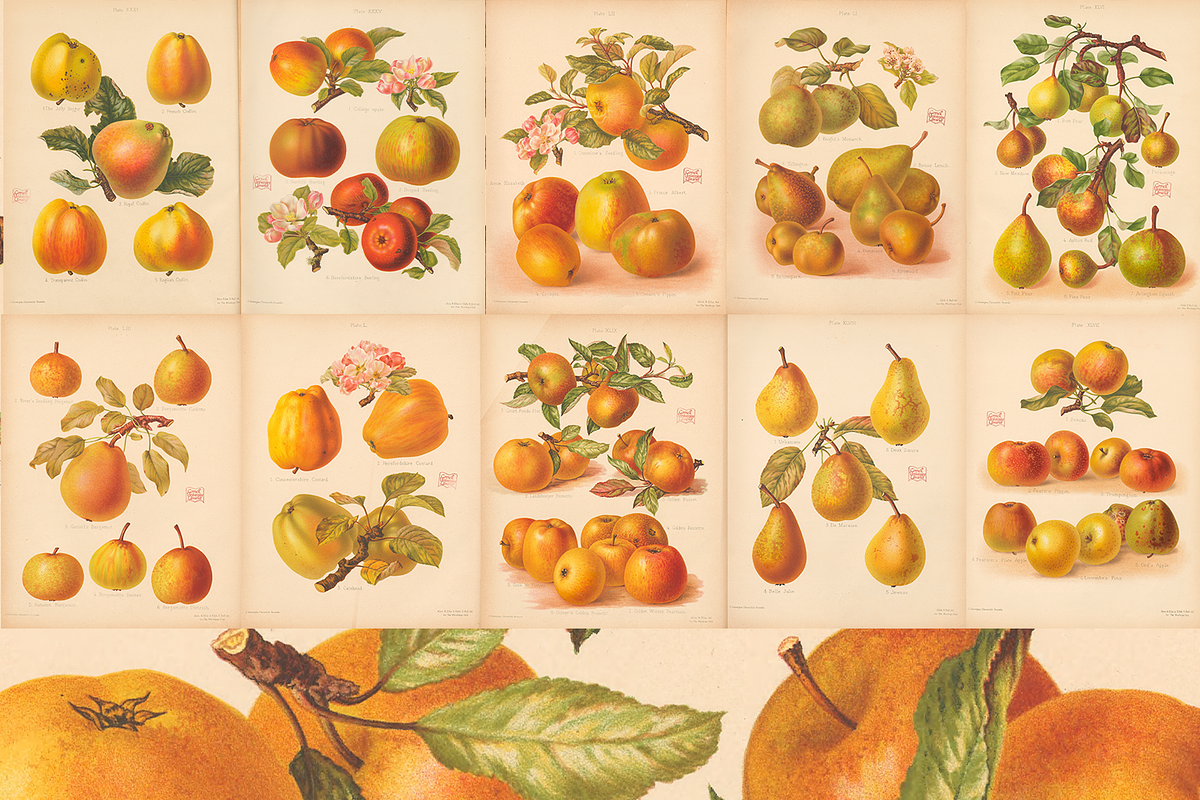 Rare! The Herefordshire Pomona, a Food Illustration by Digital Museum (Photo 7 of 10)