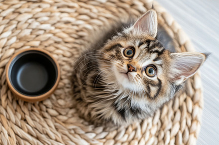 Cat looking at empty bowl on cozy be