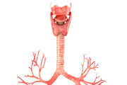 Lungs animated, a Characters & Person 3D Model by konstantin.ermolaev (Thumbnail 7 of 13)