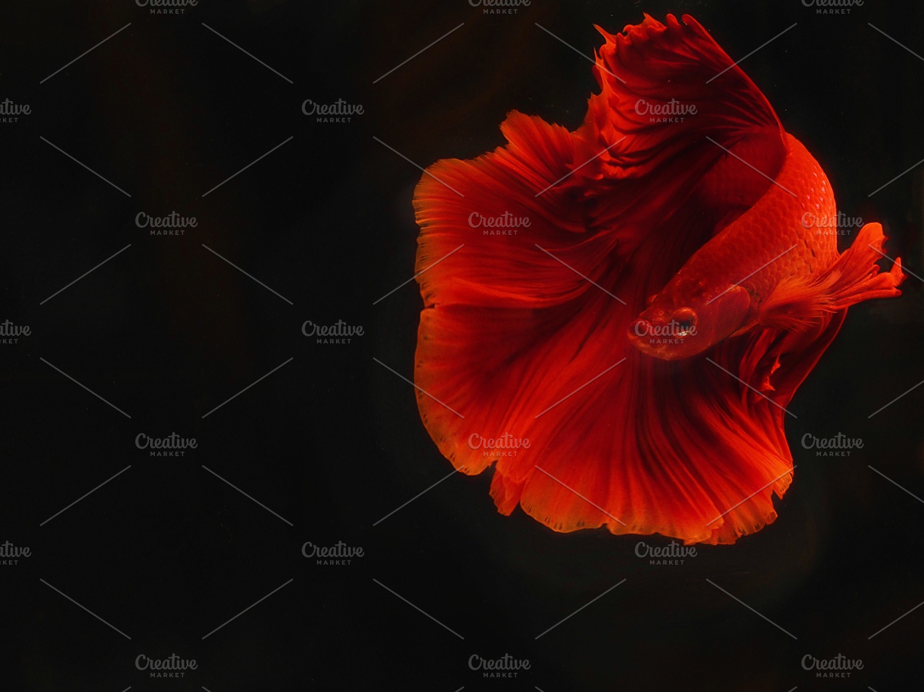 Siam beta fish containing fish, beta, and fighting, an Animal Photo by ⭐️  Little Star ⭐️