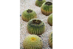 Golden barrel cacti in a rocky, a Nature Photo by volodymyrshtun13795